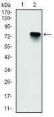 Monoclonal Anti-BMI1 antibody produced in mouse clone 3E3, ascites fluid