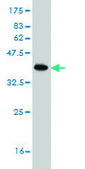 Monoclonal Anti-POLE2 antibody produced in mouse clone 1A3, purified immunoglobulin, buffered aqueous solution