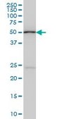 Monoclonal Anti-POLE2 antibody produced in mouse clone 1A3, purified immunoglobulin, buffered aqueous solution