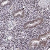 Anti-HNRNPA0 antibody produced in rabbit Prestige Antibodies® Powered by Atlas Antibodies, affinity isolated antibody