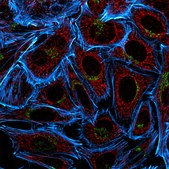 Anti-Mouse IgG1 (γ1), CF™555 antibody produced in goat ~2 mg/mL, affinity isolated antibody, buffered aqueous solution