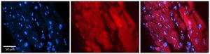 Anti-ZFR antibody produced in rabbit affinity isolated antibody