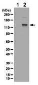 Anti-phospho-FAK (Tyr397) Antibody from rabbit, purified by affinity chromatography