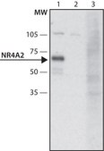 Anti-NR4A2 antibody produced in rabbit ~1.5 mg/mL, affinity isolated antibody, buffered aqueous solution