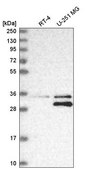Anti-MTAP antibody produced in rabbit Prestige Antibodies® Powered by Atlas Antibodies, affinity isolated antibody