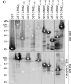 抗 谷胱甘肽-S-转移酶 (GST) 兔抗 IgG fraction of antiserum, buffered aqueous solution