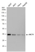 Monoclonal Anti-MCT1 antibody produced in mouse clone GT14612, affinity isolated antibody