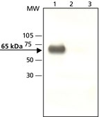 Anti-YAP1 (C-terminal) antibody produced in rabbit ~1 mg/mL, affinity isolated antibody, buffered aqueous solution