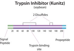 胰蛋白酶抑制剂 来源于大豆 BioUltra, lyophilized powder, ≥95% (Kunitz inhibitor, SDS-PAGE)