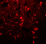 Anti-ALPHA-TUBULIN antibody produced in rabbit affinity isolated antibody