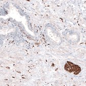 Monoclonal Anti-TUBB3 antibody produced in mouse Prestige Antibodies® Powered by Atlas Antibodies, clone CL5813, purified immunoglobulin, buffered aqueous glycerol solution