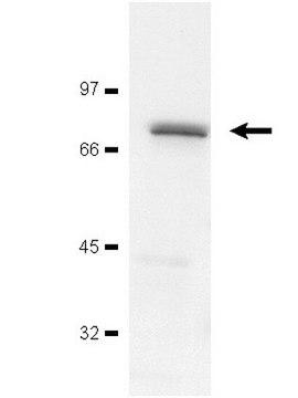 Anti-ZAP-70 Antibody, clone 2F3.2 clone 2F3.2, Upstate®, from mouse