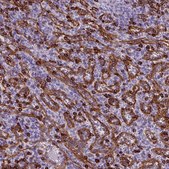 Anti-CD8A antibody produced in rabbit Prestige Antibodies® Powered by Atlas Antibodies, affinity isolated antibody, buffered aqueous glycerol solution
