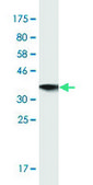 Monoclonal Anti-LCAT antibody produced in mouse clone 4A9, purified immunoglobulin, buffered aqueous solution
