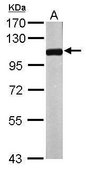 Anti-NPEPPS antibody produced in rabbit affinity isolated antibody, buffered aqueous solution