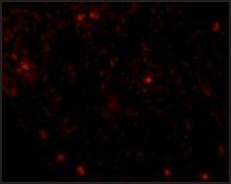 Anti-OCLN antibody produced in rabbit affinity isolated antibody, buffered aqueous solution