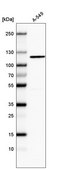 Monoclonal Anti-CDKL5 antibody produced in mouse Prestige Antibodies® Powered by Atlas Antibodies, clone CL4881, purified immunoglobulin, buffered aqueous glycerol solution