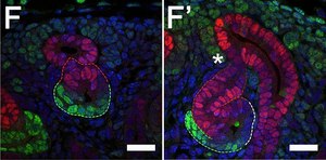 抗Sox9抗体 Chemicon®, from rabbit