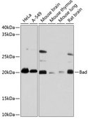 Anti-Bad antibody produced in rabbit