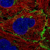 Monoclonal Anti-VANGL1 antibody produced in mouse Prestige Antibodies® Powered by Atlas Antibodies, clone CL0241, purified immunoglobulin, buffered aqueous glycerol solution