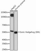Anti-Sonic Hedgehog (Shh) antibody produced in rabbit