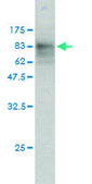 Monoclonal Anti-SQSTM1 antibody produced in mouse clone 2C11, purified immunoglobulin, buffered aqueous solution