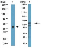 抗结蛋白抗体，克隆DE-B-5 clone DE-B-5, Chemicon®, from mouse