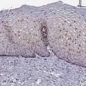 Anti-ALDH3A1 antibody produced in rabbit Prestige Antibodies® Powered by Atlas Antibodies, affinity isolated antibody