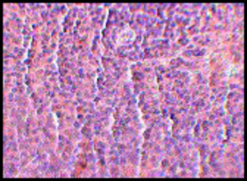 Monoclonal Anti-ORAI3 antibody produced in mouse clone 2H2G9, purified immunoglobulin, buffered aqueous solution