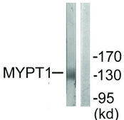 Anti-MYPT1 antibody produced in rabbit affinity isolated antibody