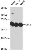 Anti-CDK1 antibody produced in rabbit