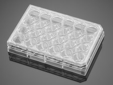 Corning® Falcon® Cell Culture Plate wells, 24, Tissue Culture (TC)-treated surface, flat bottom clear wells, sterile