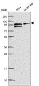 Anti-Pdcd6Ip Antibody Produced In Rabbit Prestige Antibodies® Powered by Atlas Antibodies, affinity isolated antibody, buffered aqueous glycerol solution