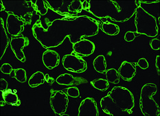 Monoclonal Anti-Cytokeratin, pan−FITC antibody produced in mouse clone C-11, purified immunoglobulin, buffered aqueous solution
