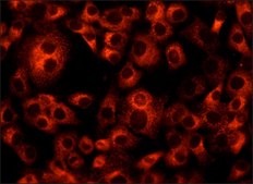 抗ERGIC-53/p58 兔抗 affinity isolated antibody, buffered aqueous solution