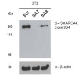 Anti-BRG1 Antibody, clone 3G4 clone 3G4, from rat