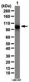 Anti-β-Catenin Antibody from rabbit, purified by affinity chromatography