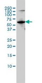 Monoclonal Anti-MUTYH antibody produced in mouse clone 4D10, purified immunoglobulin, buffered aqueous solution