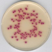 Chromocult® Coliform Agar ChromoCult®, according to ISO 9308, EPA, AOAC®, granular, for coliforms, for Escherichia coli, pack of 500 g