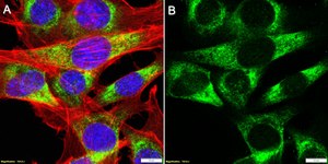 Anti-Tropomyosin Antibody, clone 1C5 ZooMAb® Rabbit Monoclonal recombinant, expressed in HEK 293 cells