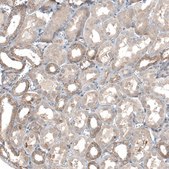 Anti-TMEM30A antibody produced in rabbit Prestige Antibodies® Powered by Atlas Antibodies, affinity isolated antibody, buffered aqueous glycerol solution