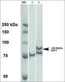 Monoclonal Anti-Hsf1 - Apc antibody produced in rat clone 4B4, purified immunoglobulin