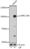 Anti-Phospho-NRF2-S40 antibody produced in rabbit