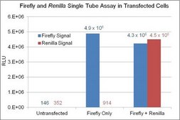 Firefly/Renilla Dual Luciferase Assay Flash-type dual luciferase assay that allows measurement of both Firefly and Renilla luciferase activity in the same sample with high sensitivity and linearity.