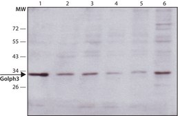 Anti-Golph3 (N-terminal) antibody produced in rabbit ~1.0 mg/mL, affinity isolated antibody