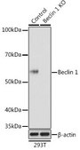 Anti- Beclin 1 antibody produced in rabbit