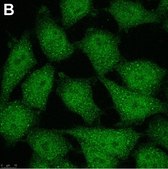 Anti-p16 Antibody, clone D25 ZooMAb® Mouse Monoclonal recombinant, expressed in HEK 293 cells