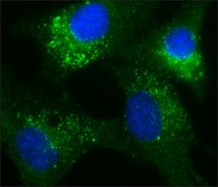 Anti-Connexin 43 antibody, Mouse monoclonal clone CXN-6, hybridoma cell culture supernatant