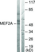 Anti-MEF2A antibody produced in rabbit affinity isolated antibody