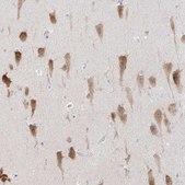 Anti-RBFOX3 antibody produced in rabbit Prestige Antibodies® Powered by Atlas Antibodies, affinity isolated antibody, buffered aqueous glycerol solution